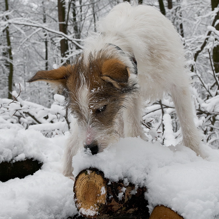 Felix D35_3998 als Smart-Objekt-1 Kopie.jpg